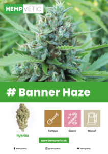 cbd, cannabis, thc, revendeur, suisse, white, label, production, fournisseur, chanvre, bénéfice, produit, shop, tva, huile, hemp, cristaux, fleurs, grossiste, weed, légal, professionnel, green, syndicate, agricole, culture, qualité, analyse, laboratoire, ambassadeur, commerce, industriel, cannabinoïde, vente, cultivateur, avantage, growshop, détaillant, marchandise, kiosque, quantité, livraison, boutique, taux, loi, 1%, thérapeutique, effet, marijuana, cannabidiol, tabac, contact, hempvetic, vente, acheter, achat, vendre, gramme, kilo, kilos, tête, têtes, qualité, revendeur, bouture, contrat, fumer, ligne, commande, contact, gorilla, pinky, aloha, 1985, space, ship, autorisation, cigarette, briquet, haute, qualité, livraison, médical, domicile, dealer, boutique, marque, logo, indoor, outdoor, psychotrope, stupéfiant, détente, relaxant, magasin, taxe, numéro, revers, quantité, feuilles, rouler, distributeur, graine, joint, laboratoire, analyse