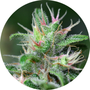 cbd, cannabis, thc, revendeur, suisse, white, label, production, fournisseur, chanvre, bénéfice, produit, shop, tva, huile, hemp, cristaux, fleurs, grossiste, weed, légal, professionnel, green, syndicate, agricole, culture, qualité, analyse, laboratoire, ambassadeur, commerce, industriel, cannabinoïde, vente, cultivateur, avantage, growshop, détaillant, marchandise, kiosque, quantité, livraison, boutique, taux, loi, 1%, thérapeutique, effet, marijuana, cannabidiol, tabac, contact, hempvetic, vente, acheter, achat, vendre, gramme, kilo, kilos, tête, têtes, qualité, revendeur, bouture, contrat, fumer, ligne, commande, contact, gorilla, pinky, aloha, 1985, space, ship, autorisation, cigarette, briquet, haute, qualité, livraison, médical, domicile, dealer, boutique, marque, logo, indoor, outdoor, psychotrope, stupéfiant, détente, relaxant, magasin, taxe, numéro, revers, quantité, feuilles, rouler, distributeur, graine, joint, laboratoire, analyse