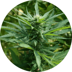 cbd, cannabis, thc, revendeur, suisse, white, label, production, fournisseur, chanvre, bénéfice, produit, shop, tva, huile, hemp, cristaux, fleurs, grossiste, weed, légal, professionnel, green, syndicate, agricole, culture, qualité, analyse, laboratoire, ambassadeur, commerce, industriel, cannabinoïde, vente, cultivateur, avantage, growshop, détaillant, marchandise, kiosque, quantité, livraison, boutique, taux, loi, 1%, thérapeutique, effet, marijuana, cannabidiol, tabac, contact, hempvetic, vente, acheter, achat, vendre, gramme, kilo, kilos, tête, têtes, qualité, revendeur, bouture, contrat, fumer, ligne, commande, contact, gorilla, pinky, aloha, 1985, space, ship, autorisation, cigarette, briquet, haute, qualité, livraison, médical, domicile, dealer, boutique, marque, logo, indoor, outdoor, psychotrope, stupéfiant, détente, relaxant, magasin, taxe, numéro, revers, quantité, feuilles, rouler, distributeur, graine, joint, laboratoire, analyse